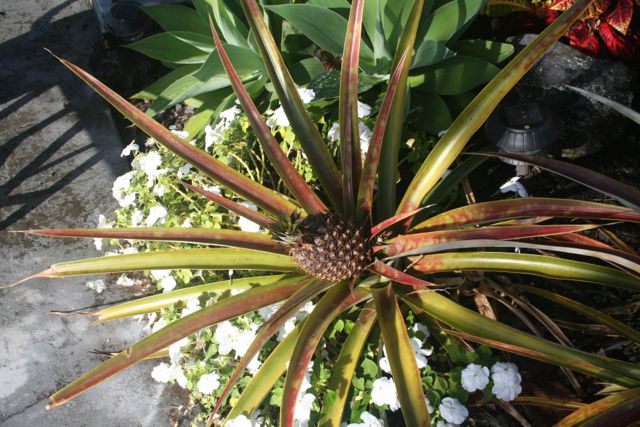 The Harvest is almost ready