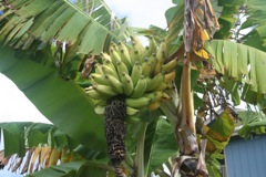 Yup bananas for everyone