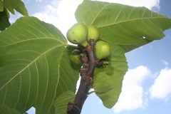 Yummy figs and goat cheese